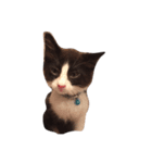 白黒猫はっちゃん（個別スタンプ：8）