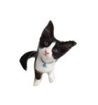 白黒猫はっちゃん（個別スタンプ：10）