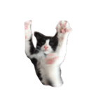 白黒猫はっちゃん（個別スタンプ：12）
