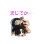 動物達からの一言（個別スタンプ：9）