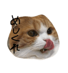 ねこさん、（個別スタンプ：12）