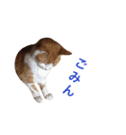 ミルクときなこ①（個別スタンプ：8）