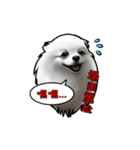 Our Lovely dog of Pomeranian（個別スタンプ：17）