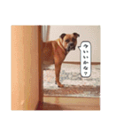 ハマダです…。②（個別スタンプ：2）
