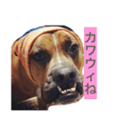 ハマダです…。②（個別スタンプ：7）