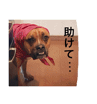 ハマダです…。②（個別スタンプ：13）