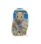 柴ちゃん家のハムスター2（個別スタンプ：2）
