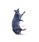 あ！そうだ！猫を飼おう！（個別スタンプ：1）