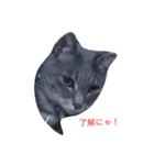 あ！そうだ！猫を飼おう！（個別スタンプ：2）