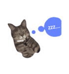 あ！そうだ！猫を飼おう！（個別スタンプ：7）