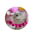 ハムスター(マリー)の日常スタンプ（個別スタンプ：2）