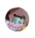 ハムスター(マリー)の日常スタンプ（個別スタンプ：8）