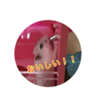 ハムスター(マリー)の日常スタンプ（個別スタンプ：9）