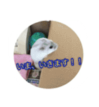 ハムスター(マリー)の日常スタンプ（個別スタンプ：14）