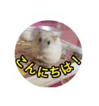 ハムスター(マリー)の日常スタンプ（個別スタンプ：15）