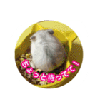 ハムスター(マリー)の日常スタンプ（個別スタンプ：17）