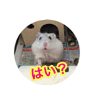 ハムスター(マリー)の日常スタンプ（個別スタンプ：19）