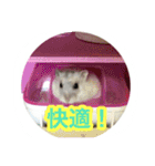 ハムスター(マリー)の日常スタンプ（個別スタンプ：20）