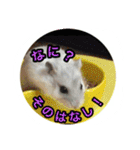 ハムスター(マリー)の日常スタンプ（個別スタンプ：23）