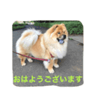 チャウチャウ犬の豪太郎（個別スタンプ：1）