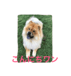 チャウチャウ犬の豪太郎（個別スタンプ：2）