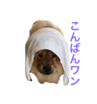 チャウチャウ犬の豪太郎（個別スタンプ：3）
