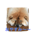 チャウチャウ犬の豪太郎（個別スタンプ：4）