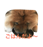 チャウチャウ犬の豪太郎（個別スタンプ：6）