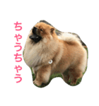 チャウチャウ犬の豪太郎（個別スタンプ：7）