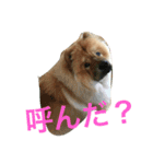 チャウチャウ犬の豪太郎（個別スタンプ：8）