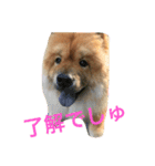 チャウチャウ犬の豪太郎（個別スタンプ：9）