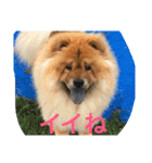 チャウチャウ犬の豪太郎（個別スタンプ：10）