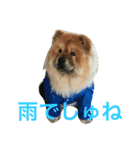 チャウチャウ犬の豪太郎（個別スタンプ：11）