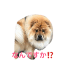 チャウチャウ犬の豪太郎（個別スタンプ：12）