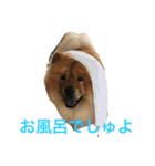 チャウチャウ犬の豪太郎（個別スタンプ：13）