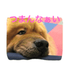 チャウチャウ犬の豪太郎（個別スタンプ：14）