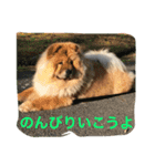 チャウチャウ犬の豪太郎（個別スタンプ：15）