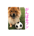 チャウチャウ犬の豪太郎（個別スタンプ：16）
