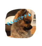 ぽちゃぽめぽんず（個別スタンプ：18）