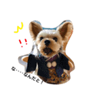 わんにゃんEveryday（個別スタンプ：1）