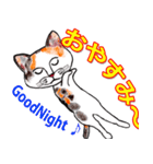 三毛ちゃんの日常（個別スタンプ：5）