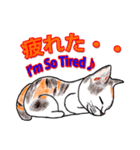 三毛ちゃんの日常（個別スタンプ：12）