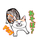 三毛ちゃんの日常（個別スタンプ：29）