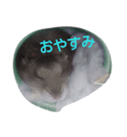 ハムタン（個別スタンプ：3）