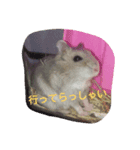 ハムタン（個別スタンプ：5）