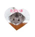 ハムタン（個別スタンプ：6）
