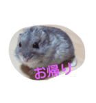 ハムタン（個別スタンプ：7）