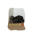 私 私 私 ネコ（個別スタンプ：2）