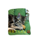私 私 私 ネコ（個別スタンプ：3）