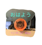 私 私 私 ネコ（個別スタンプ：8）